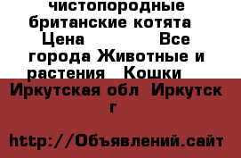 чистопородные британские котята › Цена ­ 10 000 - Все города Животные и растения » Кошки   . Иркутская обл.,Иркутск г.